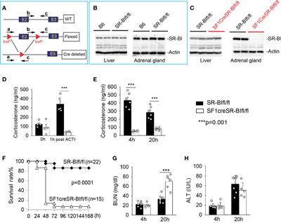 Relative adrenal insufficiency is a risk factor and endotype of sepsis - A proof-of-concept study to support a precision medicine approach to guide glucocorticoid therapy for sepsis